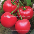 AT101 Bess TYLCV semillas de tomate híbrido resistente a la enfermedad para la venta